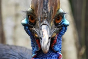 Ancient Secrets of New Guinea: How Humans Raised the World's Most Dangerous Giant Bird 18,000 Years Ago-1