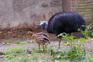 Ancient Secrets of New Guinea: How Humans Raised the World's Most Dangerous Giant Bird 18,000 Years Ago-4