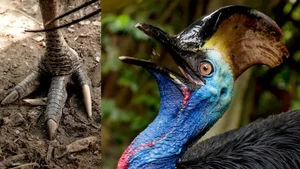 Ancient Secrets of New Guinea: How Humans Raised the World's Most Dangerous Giant Bird 18,000 Years Ago-6