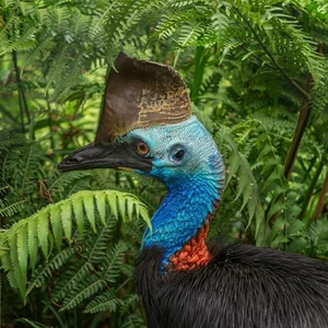 Ancient Secrets of New Guinea: How Humans Raised the World's Most Dangerous Giant Bird 18,000 Years Ago-0