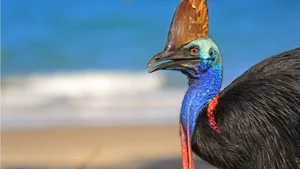 Ancient Secrets of New Guinea: How Humans Raised the World's Most Dangerous Giant Bird 18,000 Years Ago-2