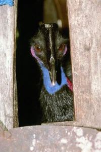 Ancient Secrets of New Guinea: How Humans Raised the World's Most Dangerous Giant Bird 18,000 Years Ago-9