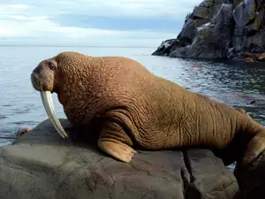 Walrus Up Close: Unraveling the Mystery of Arctic's 15cm Blubber Master of Survival-2