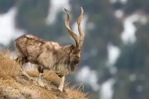 Markhor: Majestic Mountain Goat with Spiraling 1.5-Meter Horns, a Symbol of Central Asian Wilderness.-0