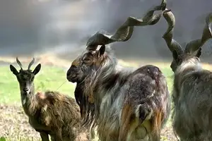 Markhor: Majestic Mountain Goat with Spiraling 1.5-Meter Horns, a Symbol of Central Asian Wilderness.-4