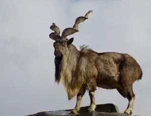 Markhor: Majestic Mountain Goat with Spiraling 1.5-Meter Horns, a Symbol of Central Asian Wilderness.-7