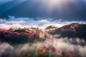 Sa Pa's Stunning Cherry Blossoms: Discover the Most Beautiful Season in the Mountain Town-11