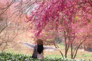 Sa Pa's Stunning Cherry Blossoms: Discover the Most Beautiful Season in the Mountain Town-0