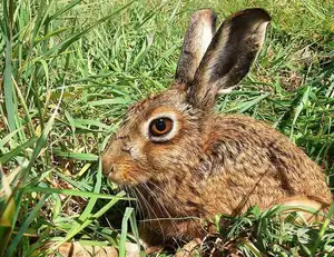 Mystery of the Cape Hare's Legs: The World's Fastest Animal-3