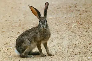 Mystery of the Cape Hare's Legs: The World's Fastest Animal-9