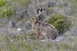 Mystery of the Cape Hare's Legs: The World's Fastest Animal-5