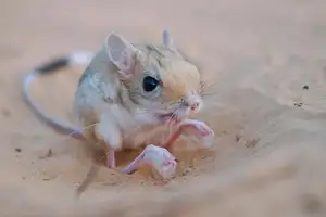Unraveling the Mystery of the 'Miniature Kangaroo' Jerboa: A Master of Survival in Earth's Harshest Deserts. Discover its Superhuman Leaping Ability!-4