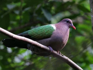 Discover the emerald beauty of the Common Emerald Dove in Vietnam-6