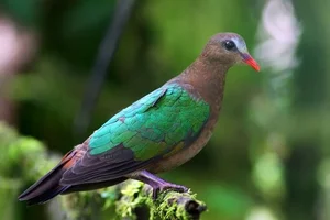 Discover the emerald beauty of the Common Emerald Dove in Vietnam-4