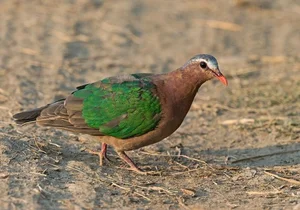 Discover the emerald beauty of the Common Emerald Dove in Vietnam-7