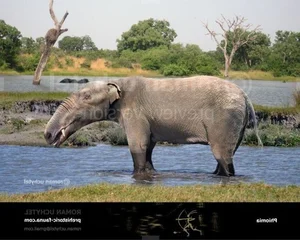 Discover the Palaeomastodon: The Fascinating 4-Tusked Mini Elephant Ancestor and Its Role in Prehistoric Evolution-4