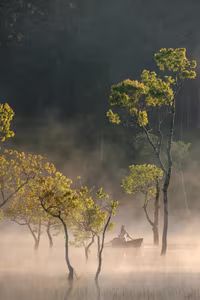 View - Suoi Tia Da Lat: Discover the Ethereal Misty Fairyland at Dawn-3