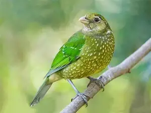 Discover the Green Catbird: Unique Call, Stunning Green Plumage-3