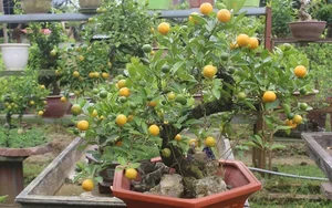 5 Best Feng Shui Plants to Attract Wealth and Prosperity into Your Home This New Year for Good Luck and Positive Energy-4