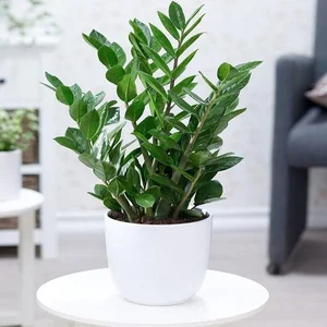 5 Best Feng Shui Plants to Attract Wealth and Prosperity into Your Home This New Year for Good Luck and Positive Energy-5