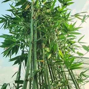 5 Best Feng Shui Plants to Attract Wealth and Prosperity into Your Home This New Year for Good Luck and Positive Energy-6