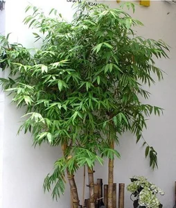 5 Best Feng Shui Plants to Attract Wealth and Prosperity into Your Home This New Year for Good Luck and Positive Energy-3