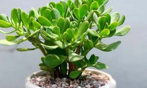 5 Best Feng Shui Plants to Attract Wealth and Prosperity into Your Home This New Year for Good Luck and Positive Energy-7