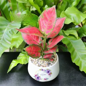 5 Best Feng Shui Plants to Attract Wealth and Prosperity into Your Home This New Year for Good Luck and Positive Energy-2