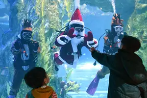 Pope Francis's Heartwarming Blessing: A Christmas Moment of Grace at the Vatican - VnExpress-1