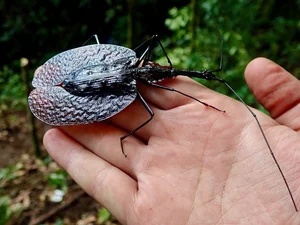 Discover the Rare Violin Beetle (Mormolyce phyllodes): A Master of Camouflage in the Rainforests of Southeast Asia-3