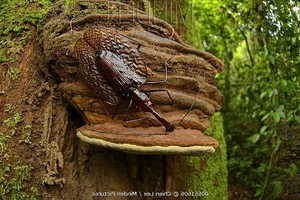 Discover the Rare Violin Beetle (Mormolyce phyllodes): A Master of Camouflage in the Rainforests of Southeast Asia-4