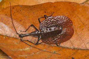 Discover the Rare Violin Beetle (Mormolyce phyllodes): A Master of Camouflage in the Rainforests of Southeast Asia-7