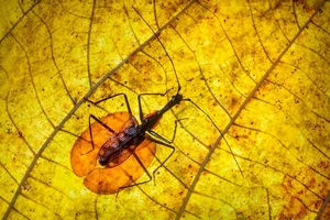 Discover the Rare Violin Beetle (Mormolyce phyllodes): A Master of Camouflage in the Rainforests of Southeast Asia-2