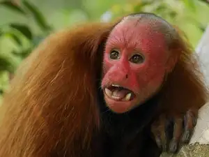 Discover the Red-faced Uakari Monkey: Unique Amazon Primate with an 'Unforgettable' Look-8