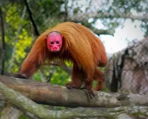 Discover the Red-faced Uakari Monkey: Unique Amazon Primate with an 'Unforgettable' Look-3