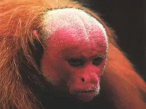 Discover the Red-faced Uakari Monkey: Unique Amazon Primate with an 'Unforgettable' Look-4