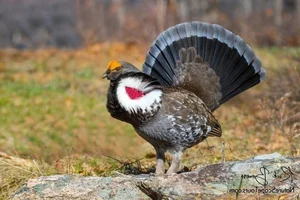 The Majestic Courtship Dance of the Dusky Grouse in North America-1