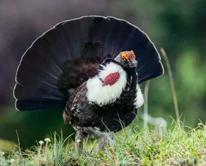 The Majestic Courtship Dance of the Dusky Grouse in North America-0