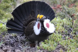The Majestic Courtship Dance of the Dusky Grouse in North America-7