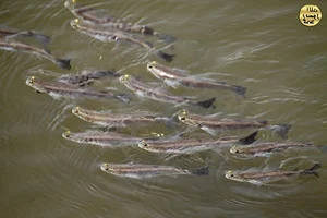 Discover the Incredible Four-Eyed Fish: Nature’s Unique Marvel That Sees Above and Below Water Simultaneously-5