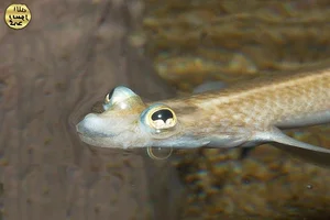 Discover the Incredible Four-Eyed Fish: Nature’s Unique Marvel That Sees Above and Below Water Simultaneously-6