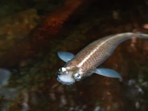 Discover the Incredible Four-Eyed Fish: Nature’s Unique Marvel That Sees Above and Below Water Simultaneously-8
