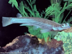 Discover the Incredible Four-Eyed Fish: Nature’s Unique Marvel That Sees Above and Below Water Simultaneously-4