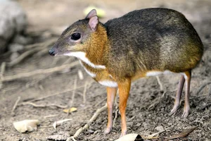 Discover the Mysterious Mouse-Deer of Vietnam: The World's Smallest Fanged Ungulate and Living Fossil-3