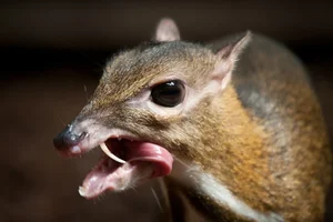 Discover the Mysterious Mouse-Deer of Vietnam: The World's Smallest Fanged Ungulate and Living Fossil-2