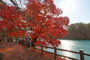 Fukushima: Immerse in Japan's Golden Autumn Splendor, Wander Through Enchanting Fall Landscapes-4