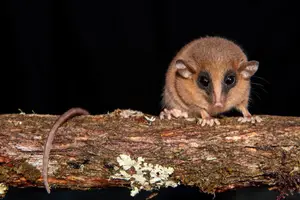 Top New Fascinating Animals: Discover Unique Wildlife from Nature-2