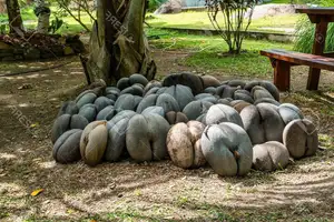 Astonishing Coco de Mer: Discover the world's largest sea coconut seed, weighing 25kg, unique to Seychelles!-6