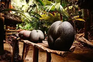 Astonishing Coco de Mer: Discover the world's largest sea coconut seed, weighing 25kg, unique to Seychelles!-5