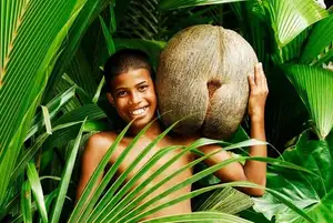 Astonishing Coco de Mer: Discover the world's largest sea coconut seed, weighing 25kg, unique to Seychelles!-0